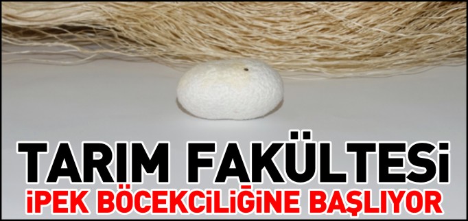 TARIM FAKÜLTESİ İPEK BÖCEKCİLİĞİNE BAŞLIYOR