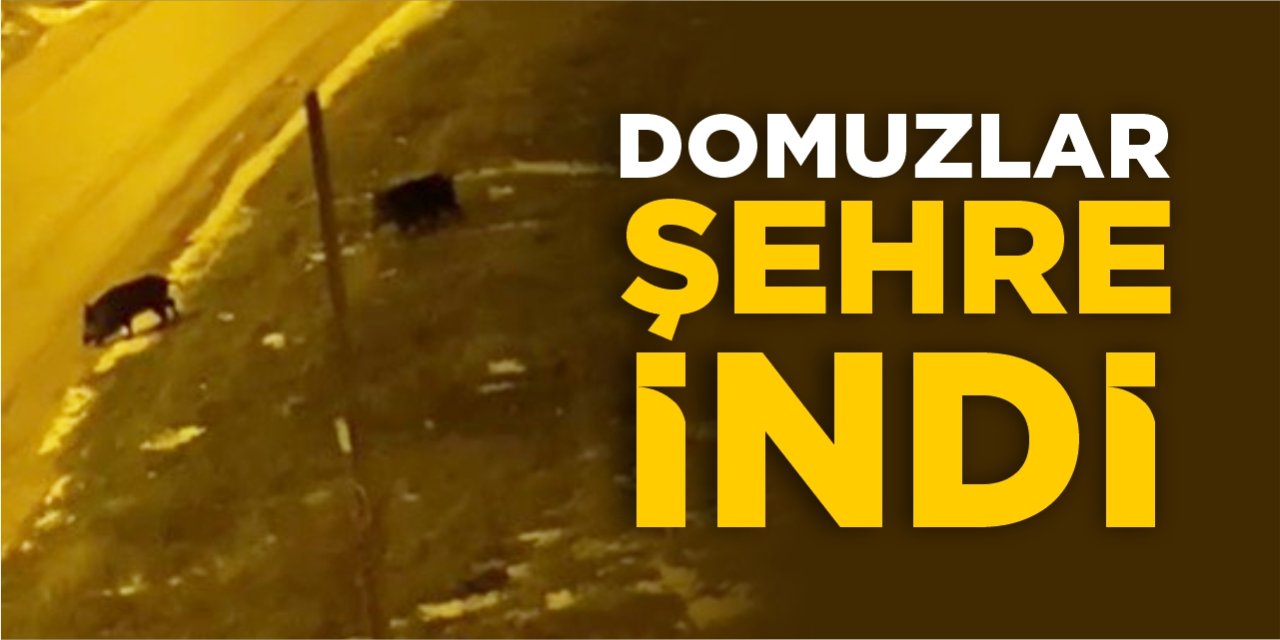 Bilecik'te Aç Kalan Domuzlar Şehre İndi