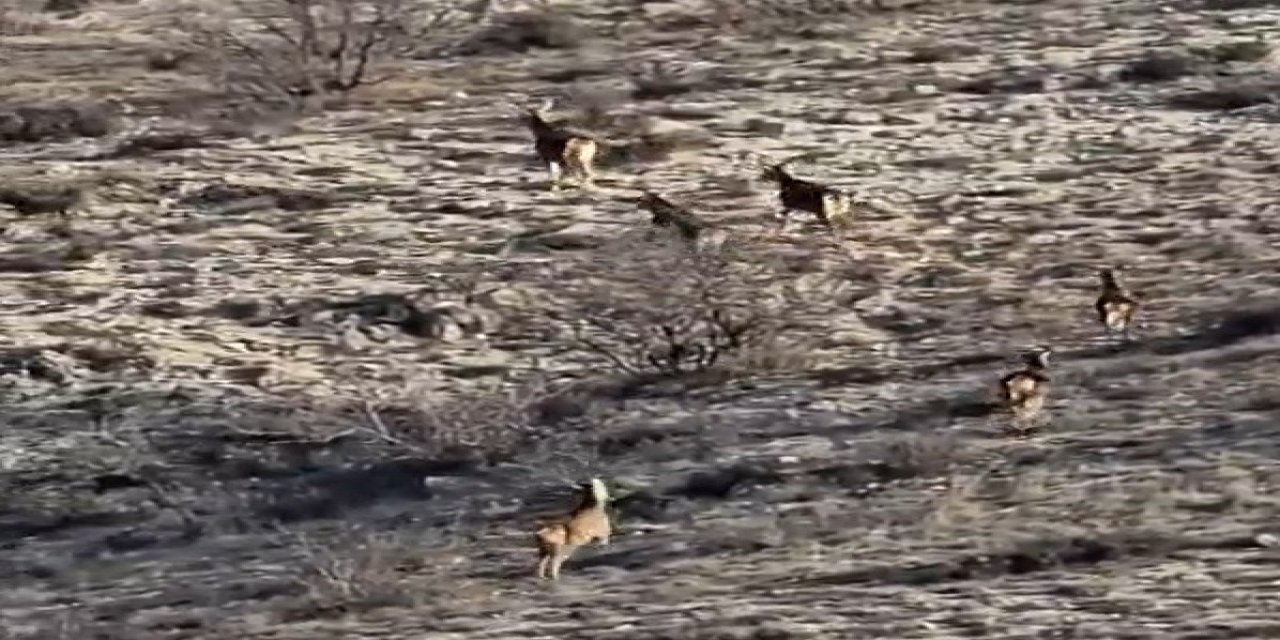 Görüntülenen 8 Geyik Hayran Bıraktı