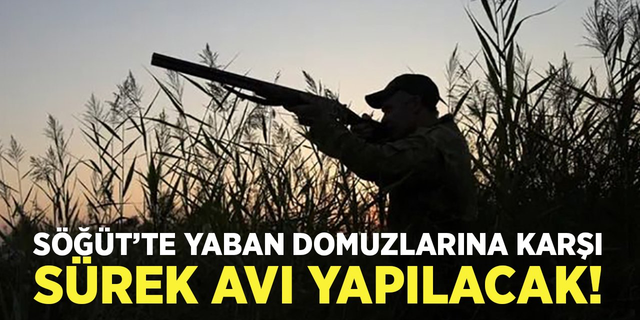 Söğüt'te Yaban Domuzlarına Karşı Sürek Avı Yapılacak!