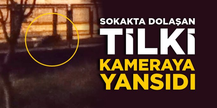 Sokakta dolaşan tilki kameraya yansıdı