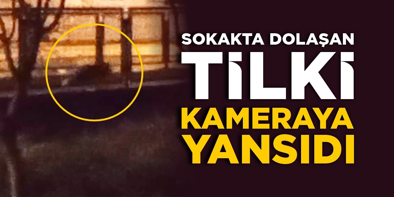 Sokakta dolaşan tilki kameraya yansıdı