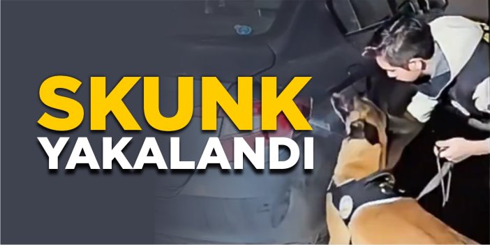 Skunk yakalandı!