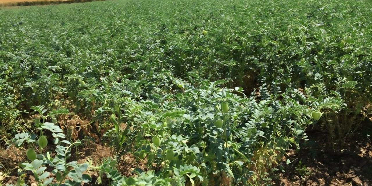 Bilecik’te Üreticilere Tohum Desteği!