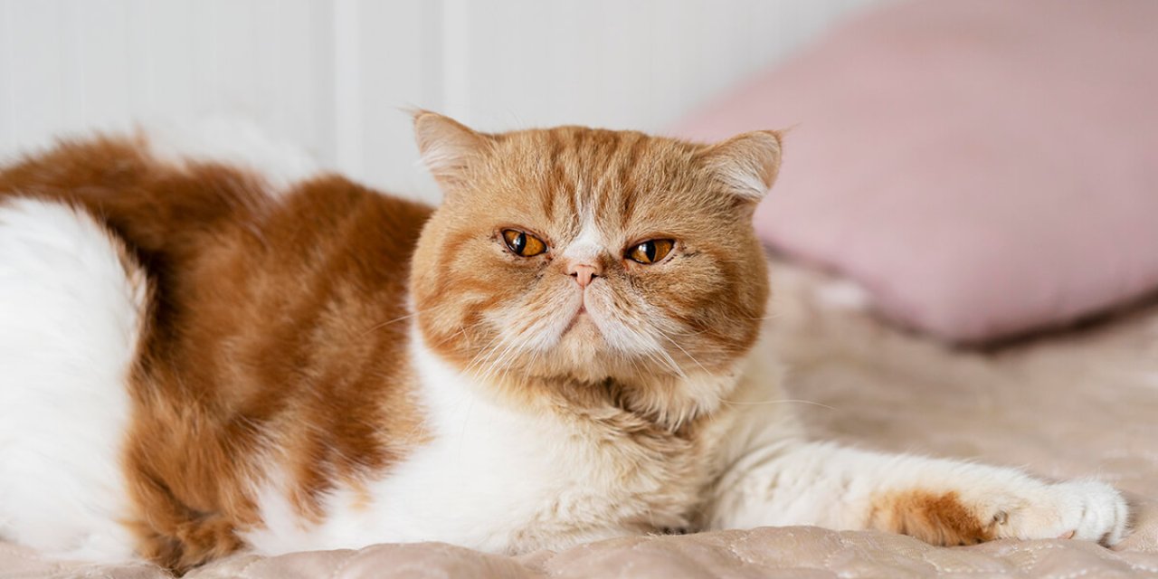 Exotic Shorthair