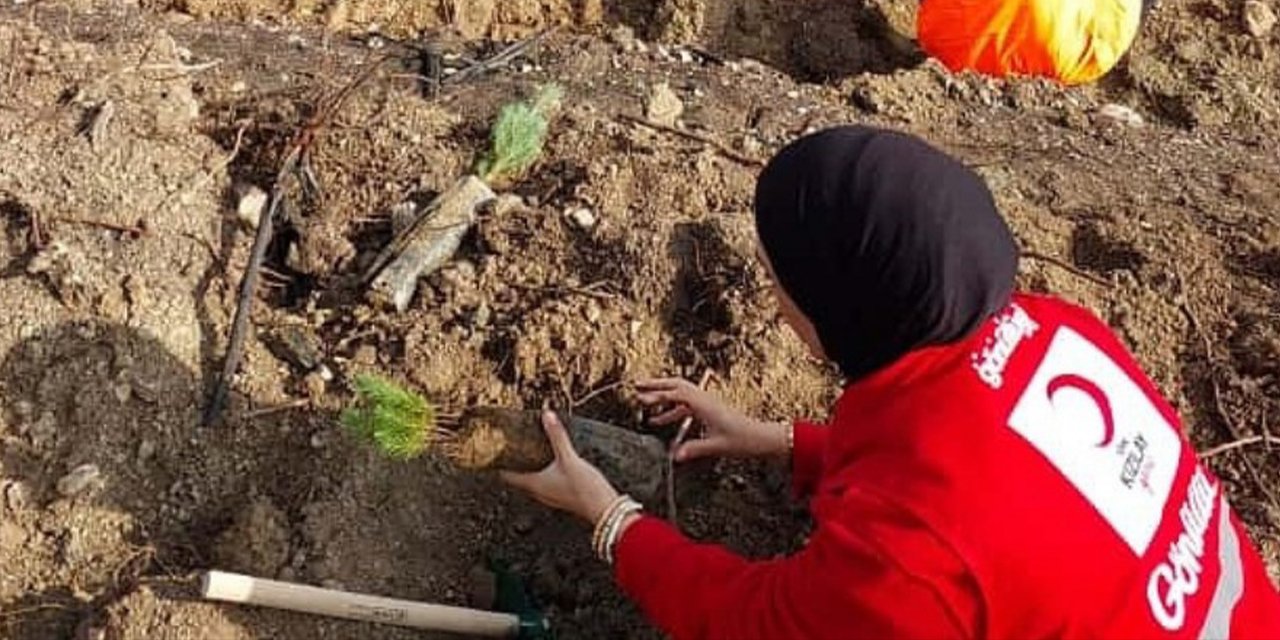 Bilecik'te Fidan Dikimi Yapılacak