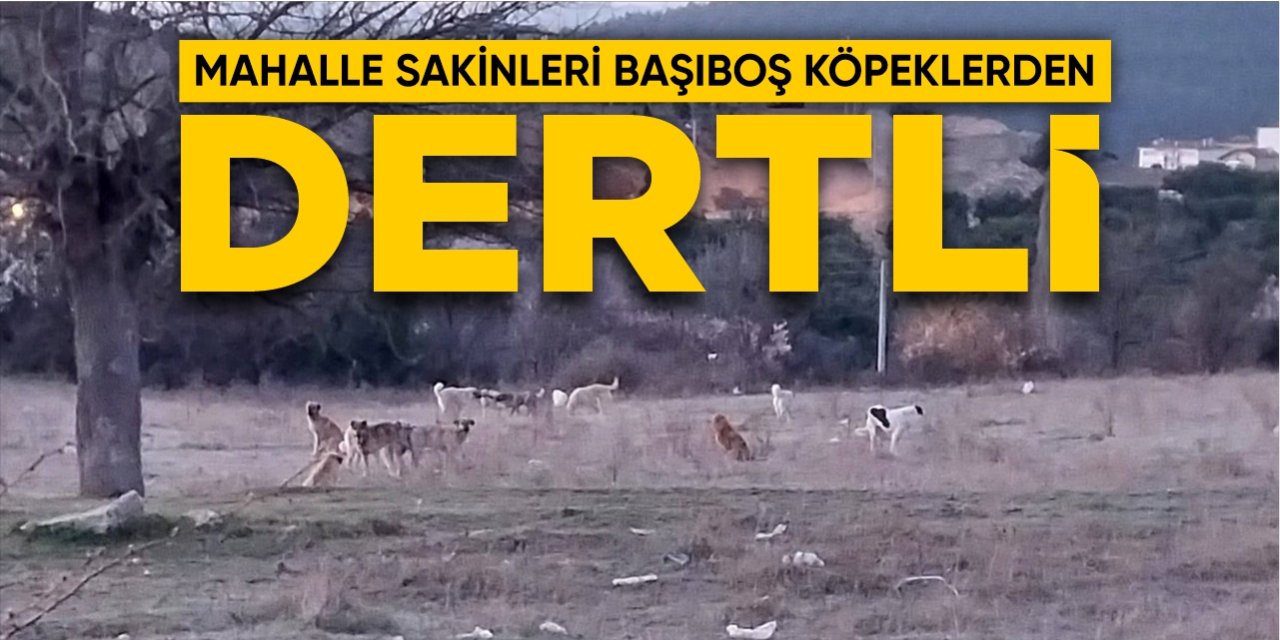Mahalle sakinleri başıboş köpeklerden dertli!