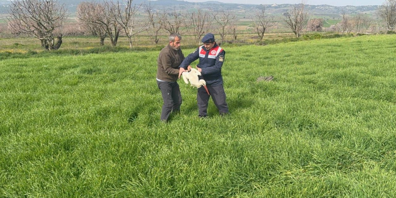 Jandarmadan yaralı leyleğe yardım eli