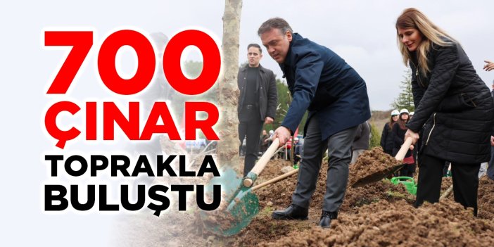 700 çınar toprakla buluştu