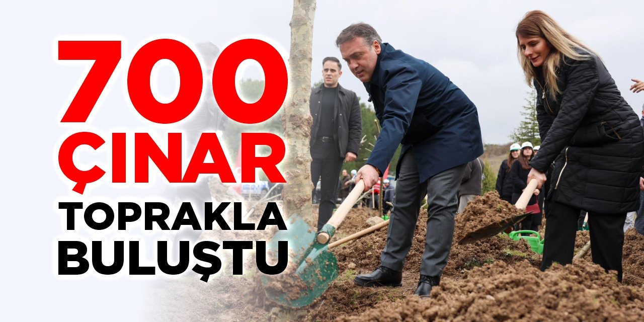 700 çınar toprakla buluştu