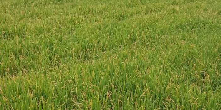 Çiftçilere güzel haber