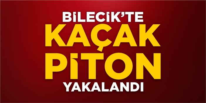 Bilecik'te kaçak piton yakalandı