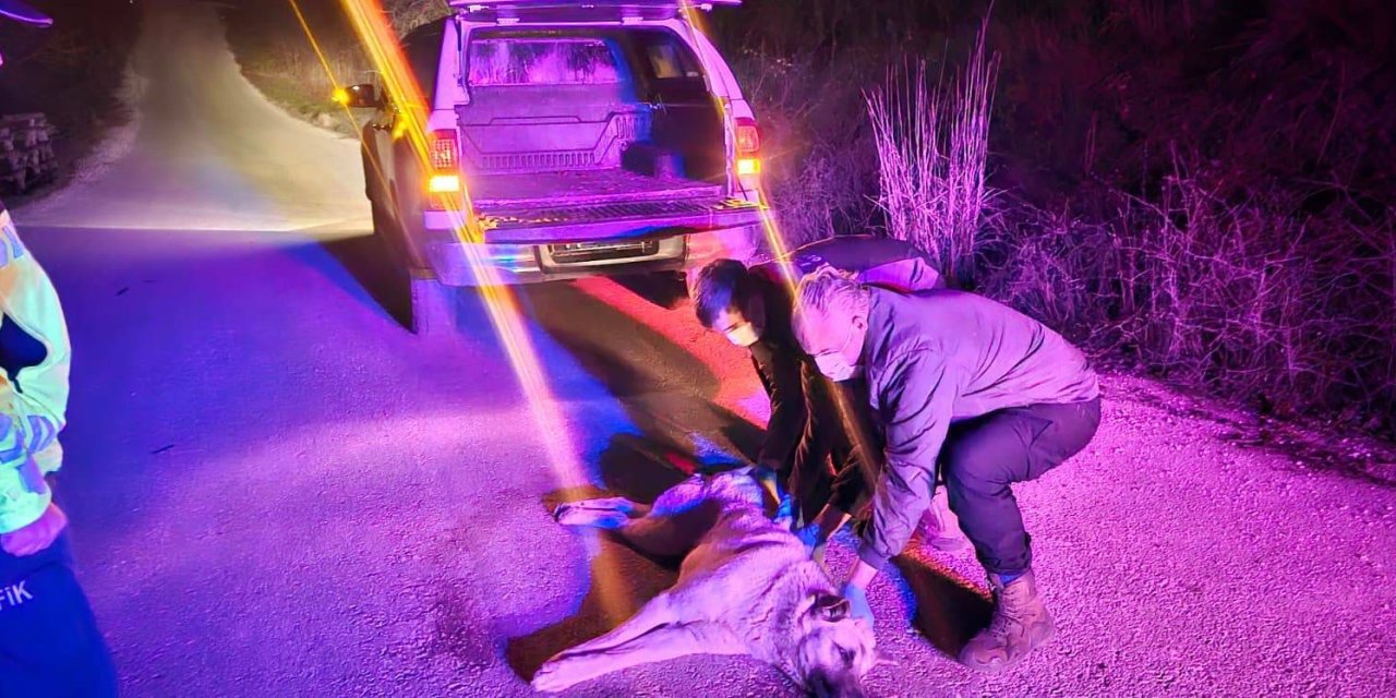 Yolda kalan yaralı köpek kurtarıldı