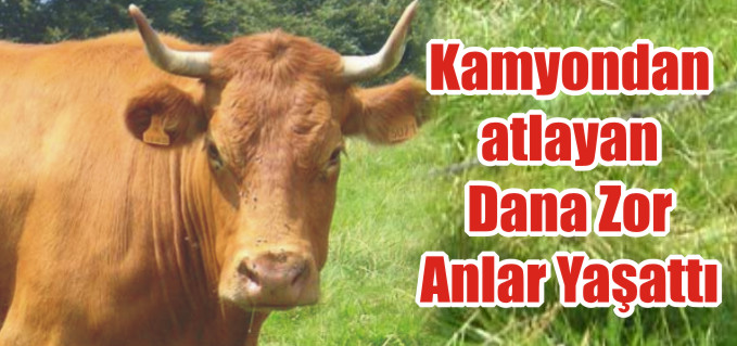 OSMANELİ’NDE KAMYONDAN ATLAYAN DANA ZOR ANLAT YAŞATTI