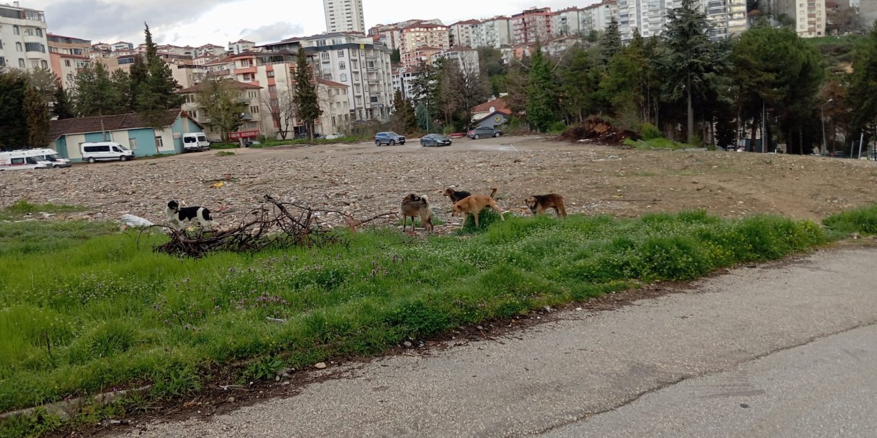 Sürü halinde gezen köpekler tedirgin ediyor