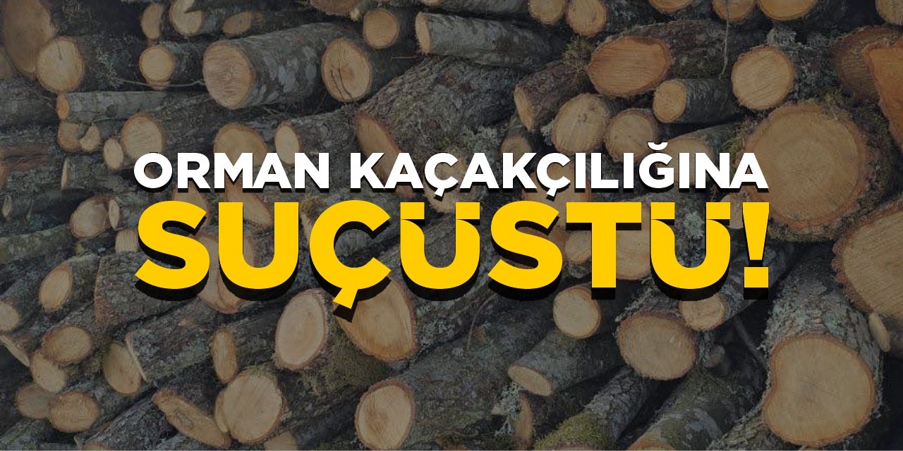Bilecik'te orman kaçakçılığına suçüstü!