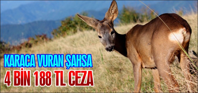 KARACA VURAN ŞAHSA 4 BİN 188 TL CEZA