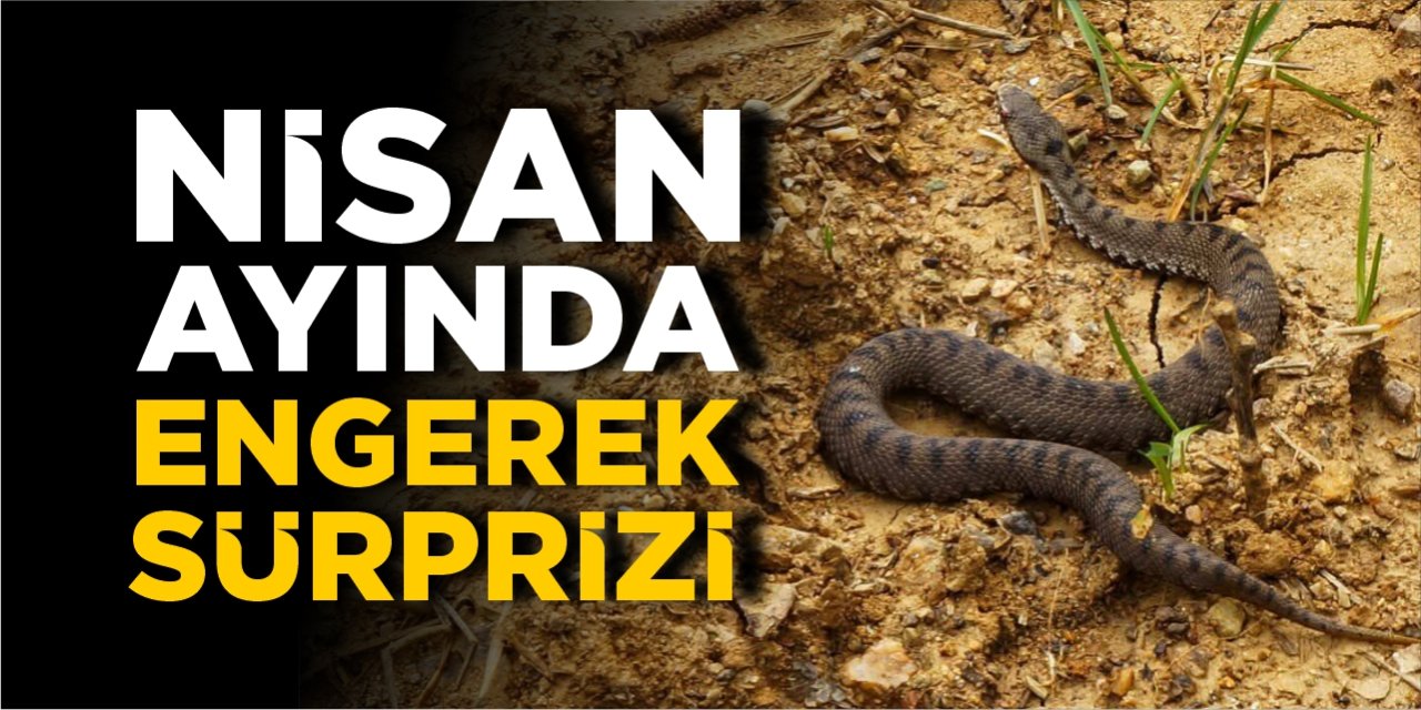 Bilecik’te Nisan ayında engerek sürprizi!