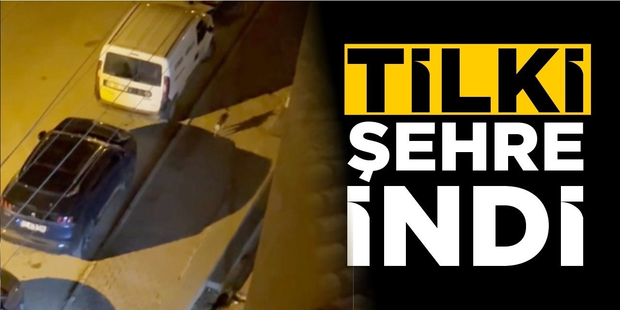 Bilecik'te tilki şehre indi