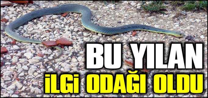 YILAN FOTOĞRAFI İLGİ ODAĞI OLDU
