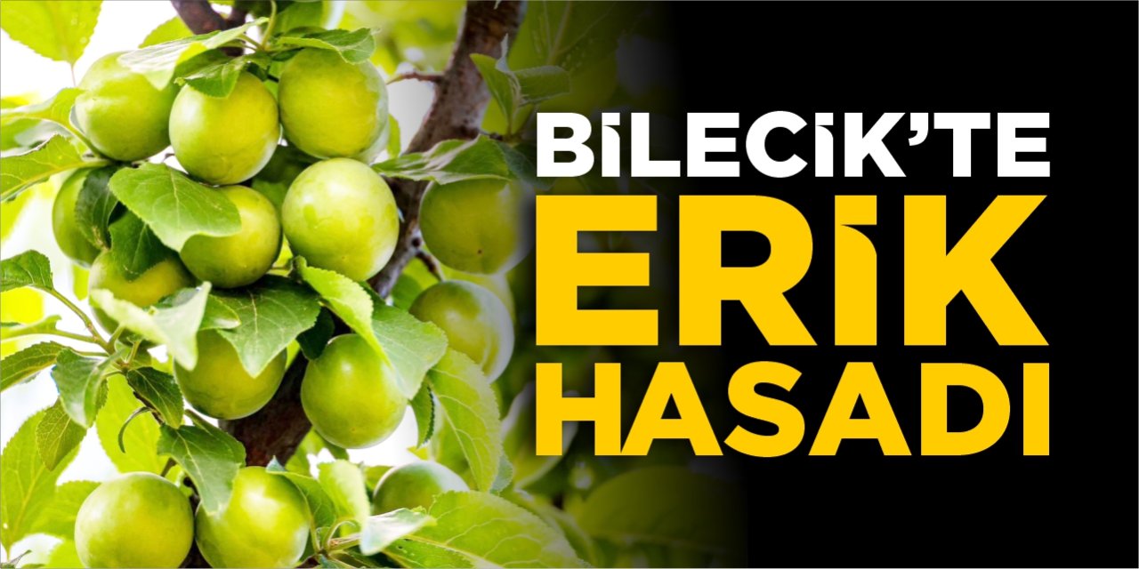 Bilecik’te ilk erik hasadı yapıldı