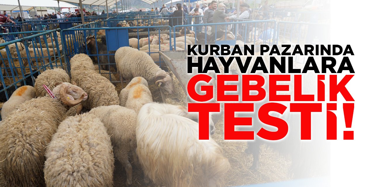 Kurban Pazarında Hayvanlara Gebelik Testi
