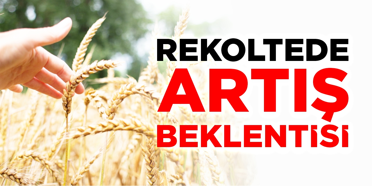 Bilecik’te buğday rekoltesinde artış beklentisi