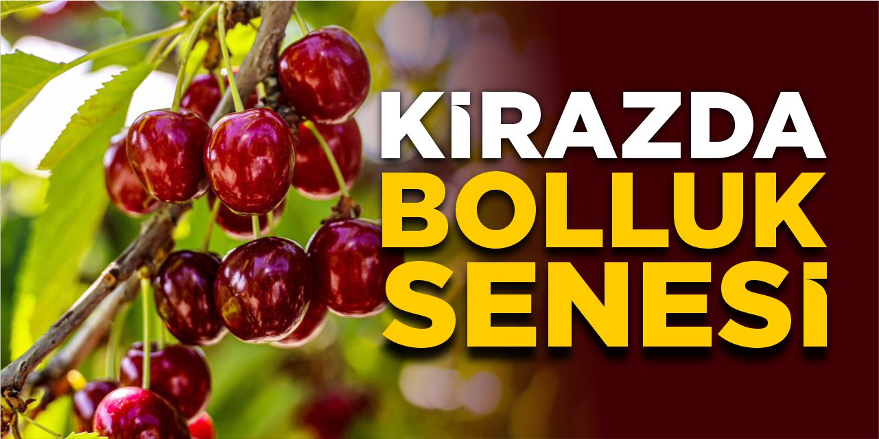 Kirazda bolluk senesi