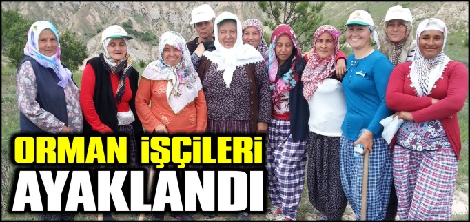 ORMAN İŞÇİLERİ AYAKLANDI