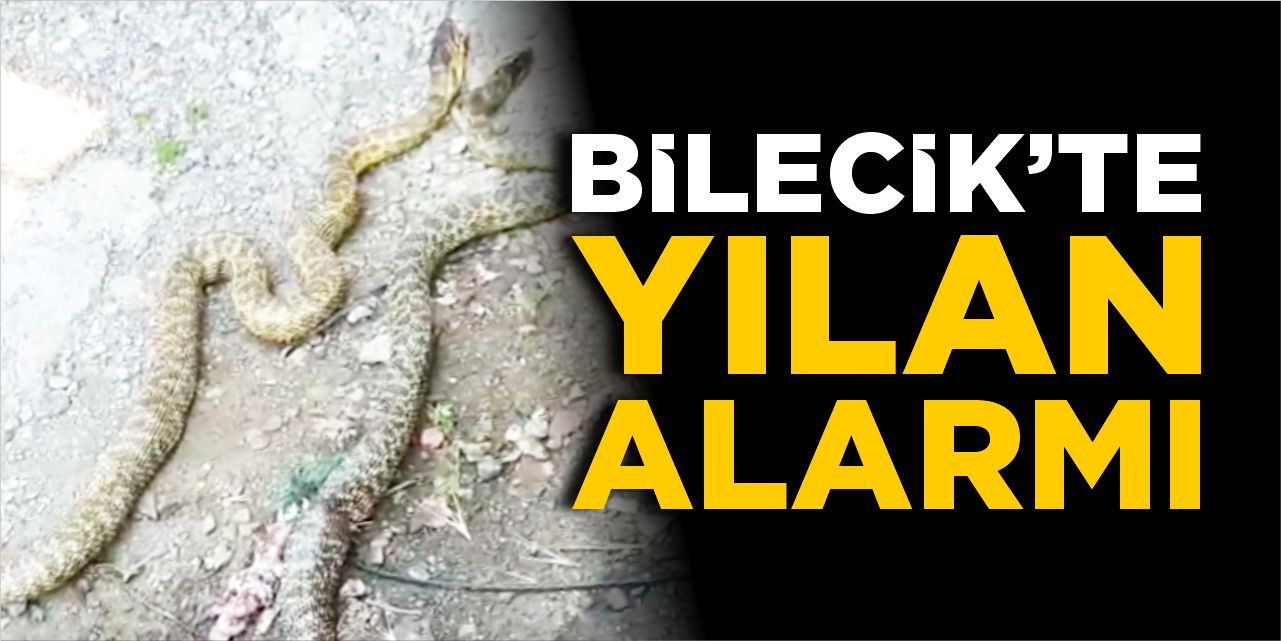 Bilecik'te yılan alarmı