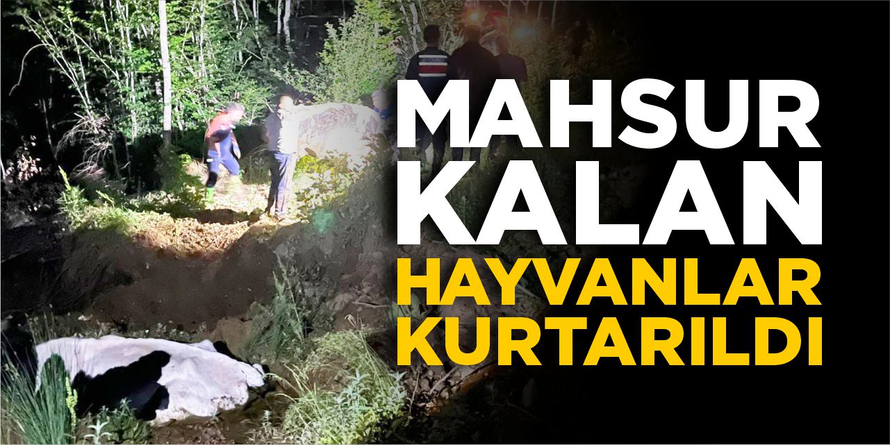 Mahsur kalan hayvanlar kurtarıldı