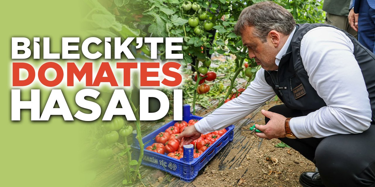 Bilecik'te Domates Hasadı