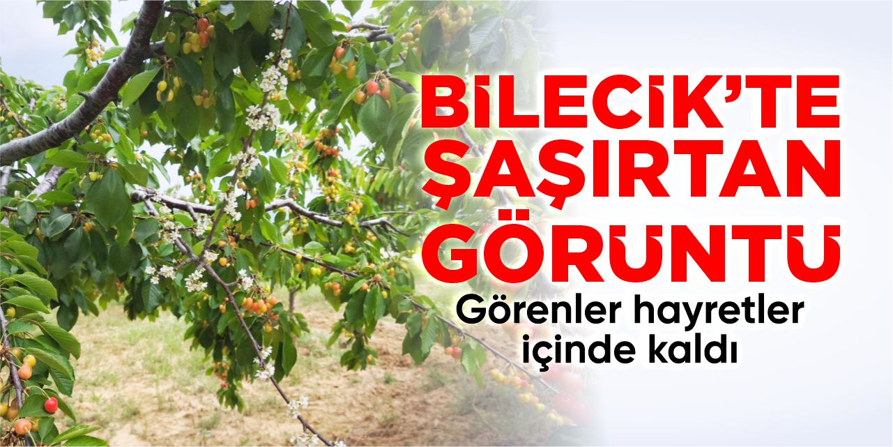 Bilecik’te şaşırtan görüntü