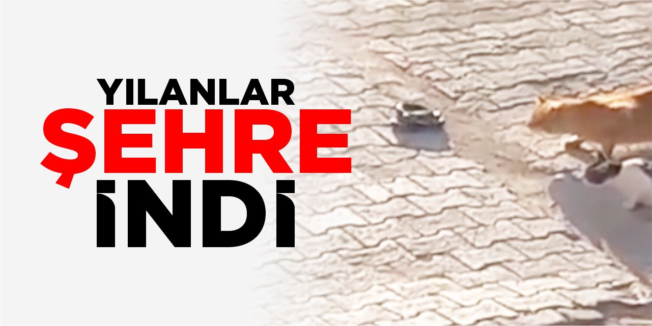 Yılanlar şehre indi!