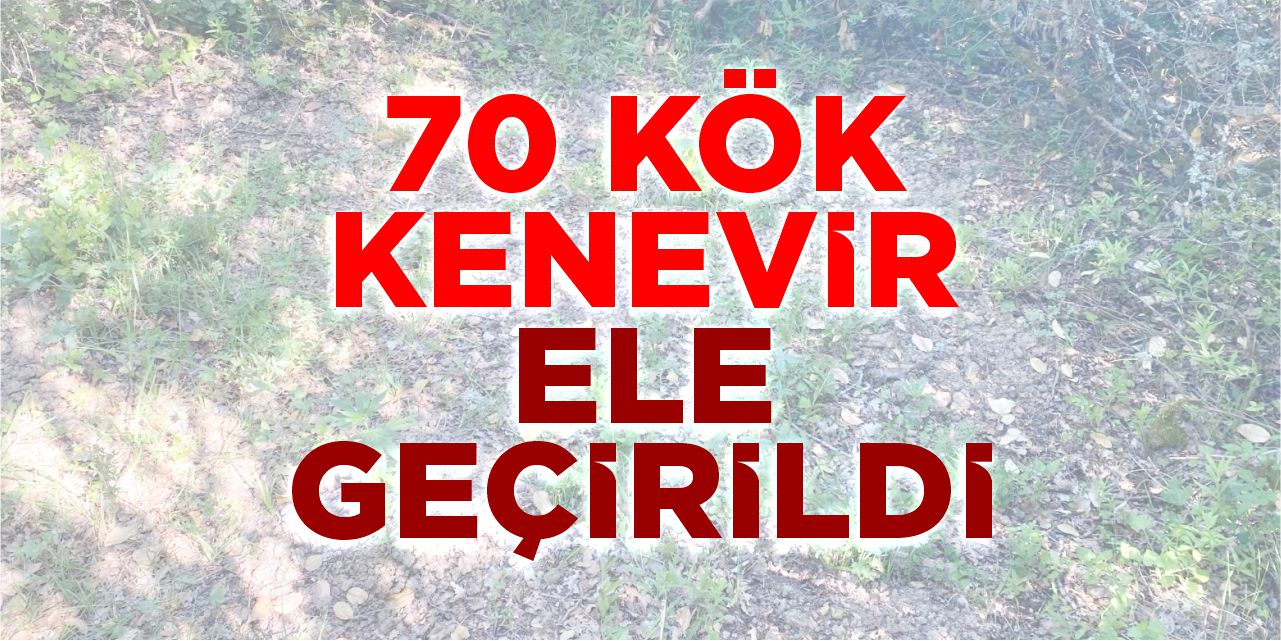 Bilecik’te Ormanlık Alana Kenevir Eken Şahıs Suçüstü Yakalandı