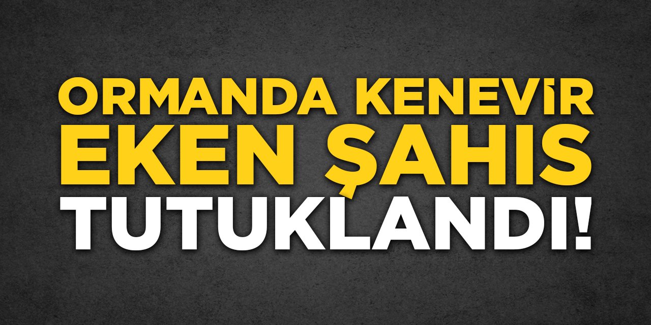 Ormanda Kenevir Eken Şahıs Tutuklandı!