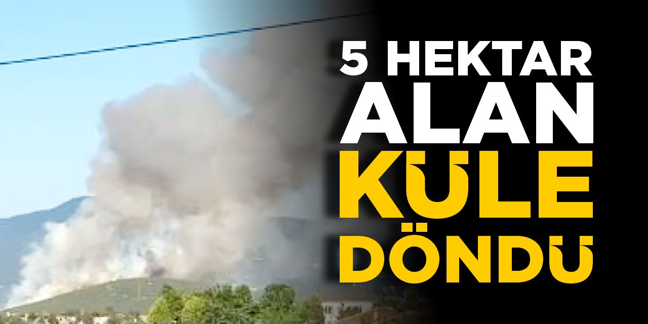 5 hektar alan küle döndü!