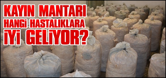 KAYIN MANTARI ŞEKER VE TANSİYON SORUNU OLANLARA TAVSİYE EDİLİYOR