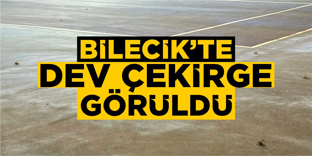 Bilecik’te dev çekirge görüldü!
