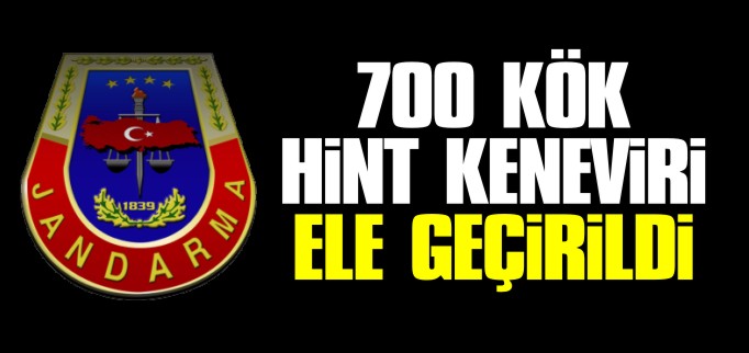 700 KÖK HİNT KENEVİRİ ELE GEÇİRİLDİ