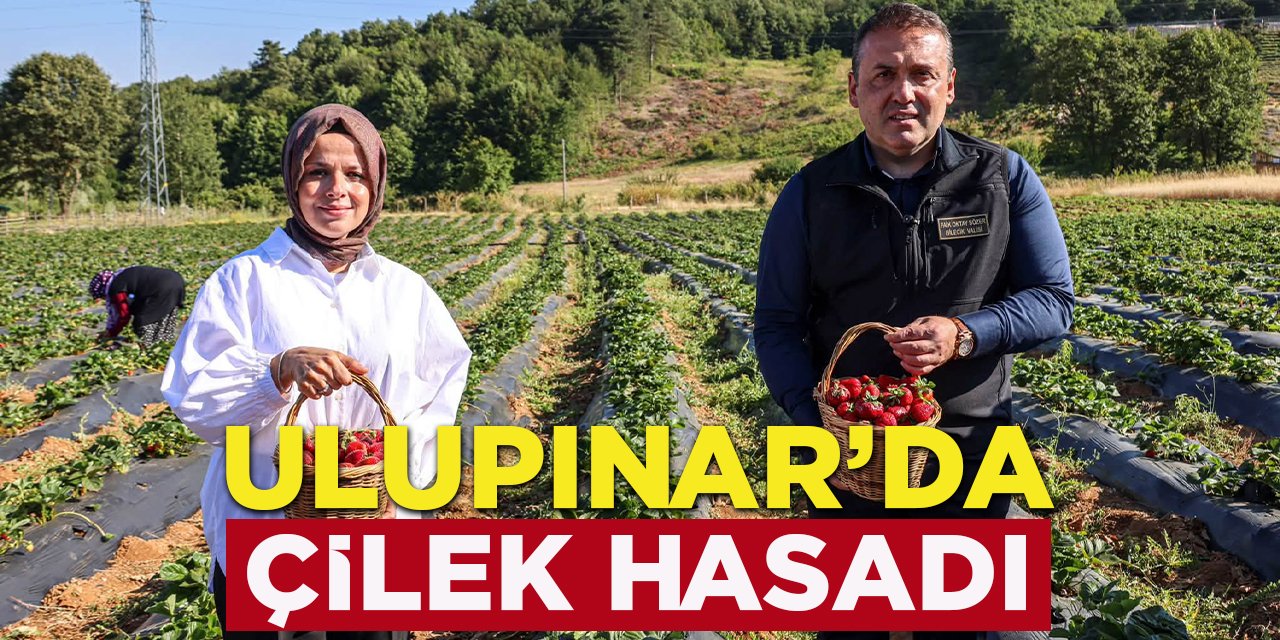 Ulupınar'da Çilek Hasadı