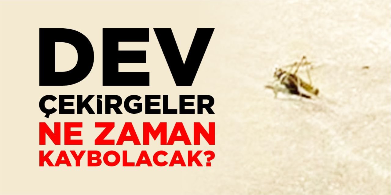 Dev çekirgeler ne zaman kaybolacak?
