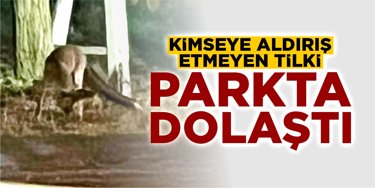Kimseye aldırış etmeyen tilki parkta dolaştı!