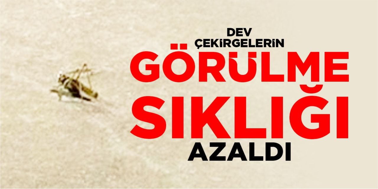 Bilecik'te dev çekirgelerin görülme sıklığı azaldı