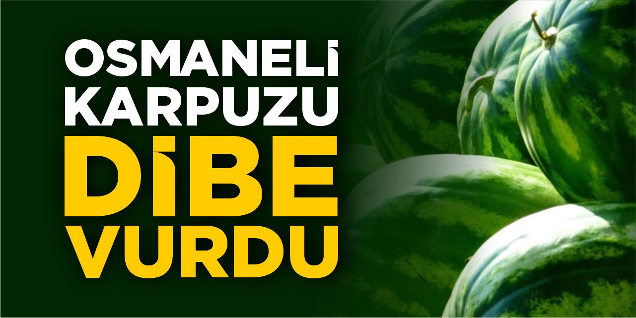 Osmaneli karpuzu dibe vurdu!