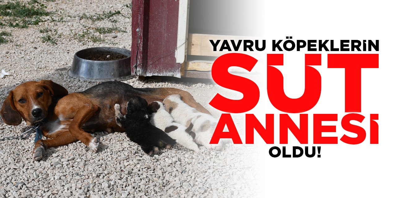 Yavru Köpeklerin Süt Annesi Oldu!