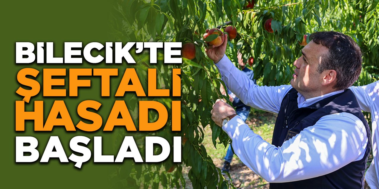 Bilecik’te Şeftali Hasadı Başladı