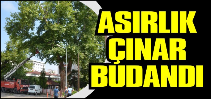 ASIRLIK ÇINAR BUDANDI
