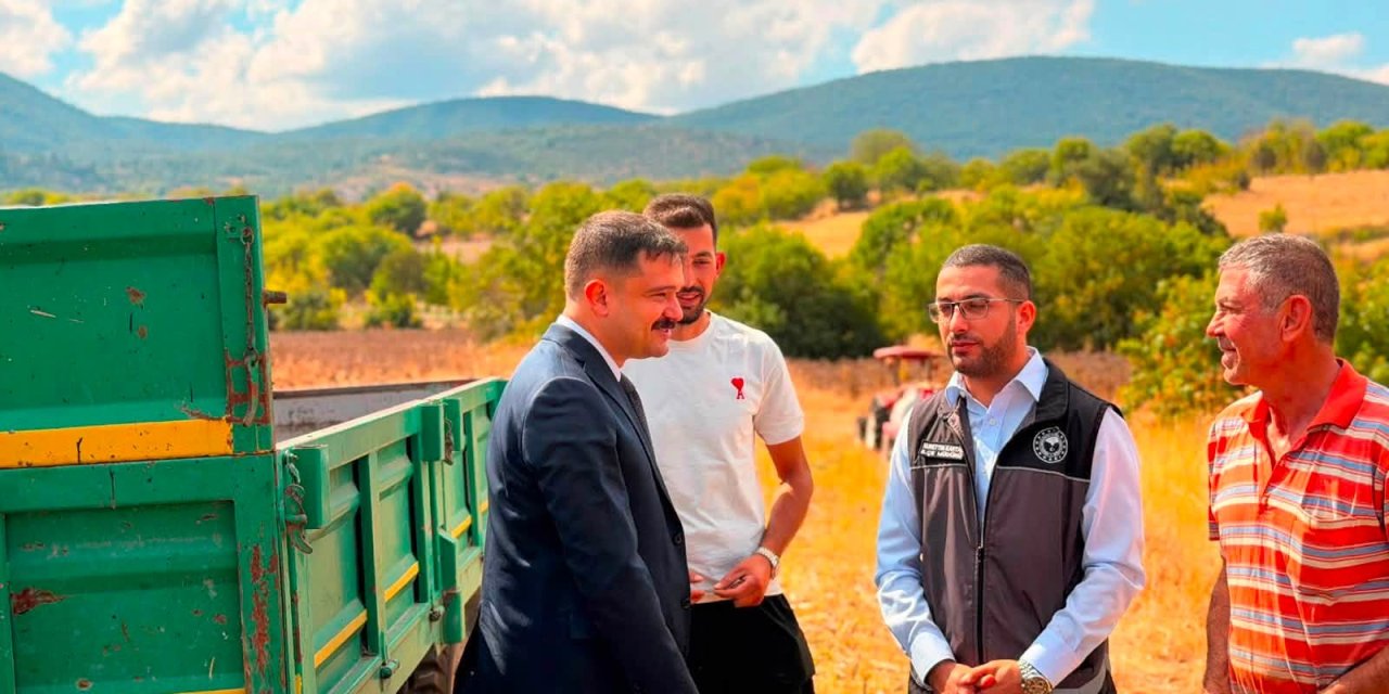 Gölpazarı'nda Ayçiçeği Hasadı