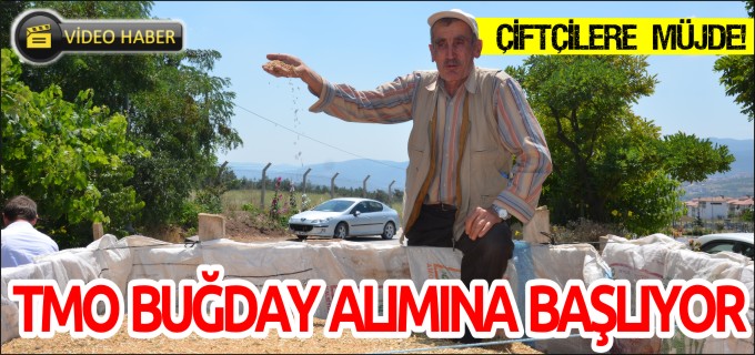 TMO BUĞDAY ALIMINA BAŞLIYOR